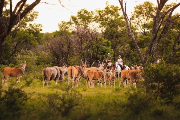 HorseSafari_082 Horse riding with Eland at Bushwillow Camp at Ant Africa Safaris in South Africa