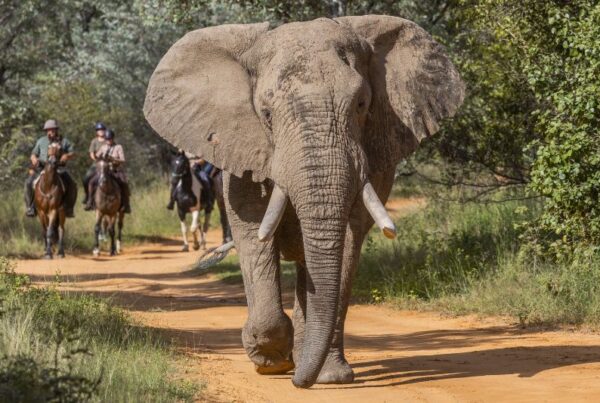 Horse riding with elephants at Ants River Lodge in South Africa