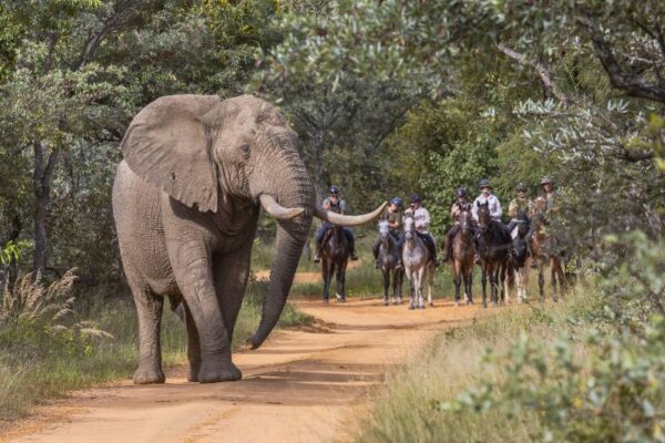 Horse riding with elephants at Ants River Lodge in South Africa