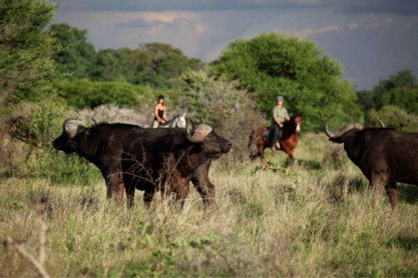 Ride with buffalo at Ants River Lodge in South Africa