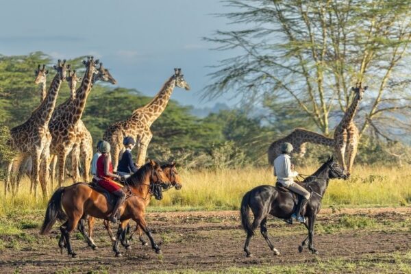House in the Wild (4) Horse riding with giraffe in the Masai Mara at House in the Wild, Kenya
