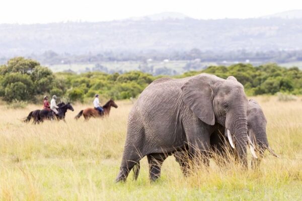 Riding the elephants in the Masai Mara at House in the Wild, Kenya