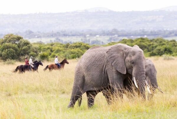Riding the elephants in the Masai Mara at House in the Wild, Kenya