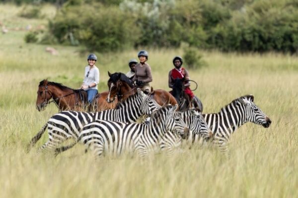 Riding with zebra in the Masai Mara at House in the Wild, Kenya
